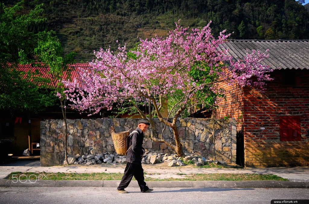 Ha Giang Apricot Flower Festival