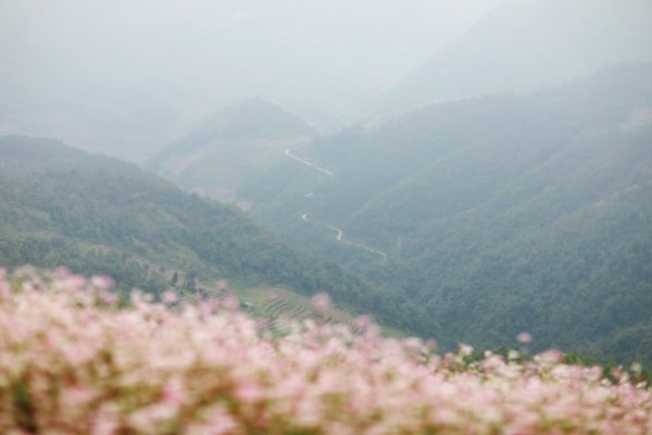 Buckwheat Flowers on Ha Giang Loop